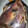 Lawrence Chambers The Brown Horse painting Image 3