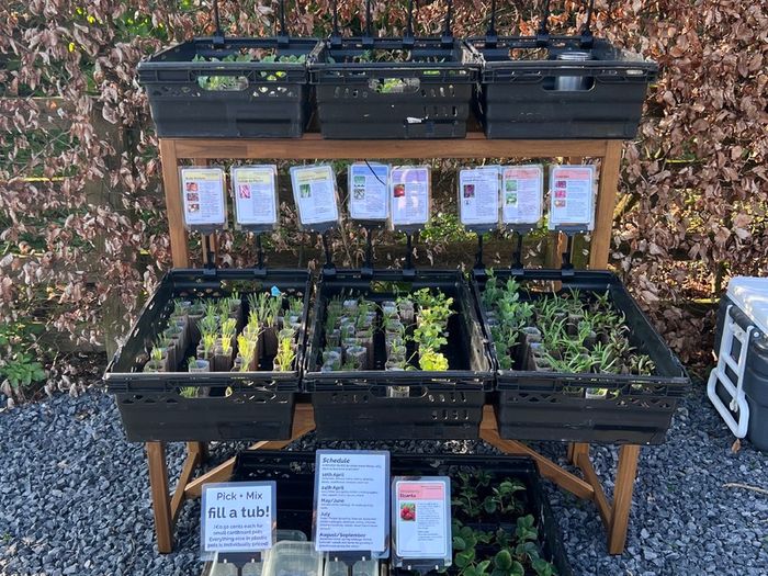 Vegetable Plug Plants (large variety ready to transplant: lettuce, spring onion, beetroot, cabbage, kale, peas, beans, spinach, fennel, celery and lots more)