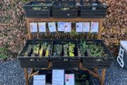 Vegetable Plug Plants (large variety ready to transplant: lettuce, spring onion, beetroot, cabbage, kale, peas, beans, spinach, fennel, celery and lots more)