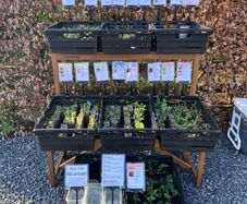 Vegetable Plug Plants (large variety ready to transplant: lettuce, spring onion, beetroot, cabbage, kale, peas, beans, spinach, fennel, celery and lots more)
