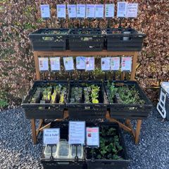 Vegetable Plug Plants (large variety ready to transplant: lettuce, spring onion, beetroot, cabbage, kale, peas, beans, spinach, fennel, celery and lots more)