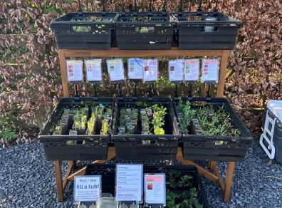 Vegetable Plug Plants (large variety ready to transplant: lettuce, spring onion, beetroot, cabbage, kale, peas, beans, spinach, fennel, celery and lots more)