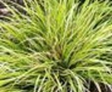 Ornamental grass