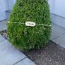 Buxus tree Image 2