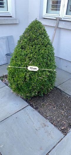 Buxus tree
