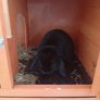 bunnies Image 3