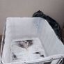 Ibc Tank/ Ice Bath Image 3