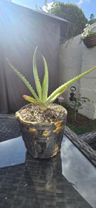 aloe vera