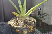 aloe vera