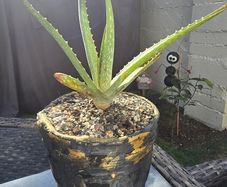 aloe vera