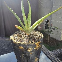 aloe vera