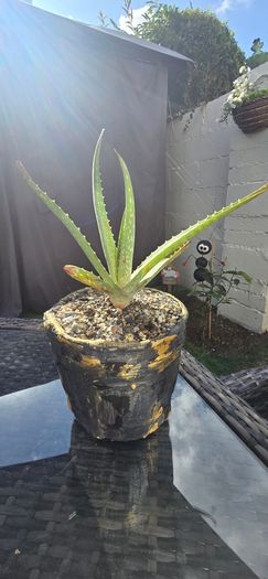 aloe vera