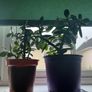 Jade plant Image 9