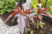 Peach dwarf tree plant