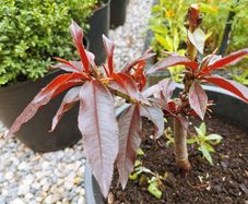 Peach dwarf tree plant