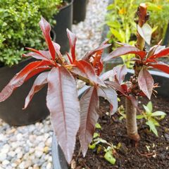 Peach dwarf tree plant