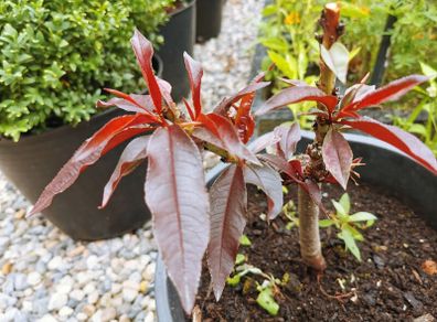 Peach dwarf tree plant