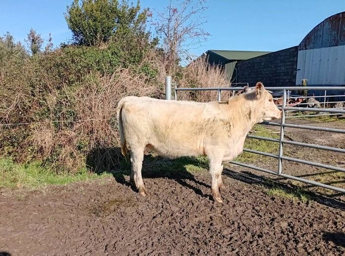 Shorthorn heifers
