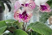 Streptocarpus aka Cape Primrose