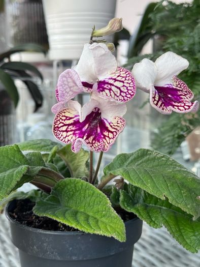 Streptocarpus aka Cape Primrose