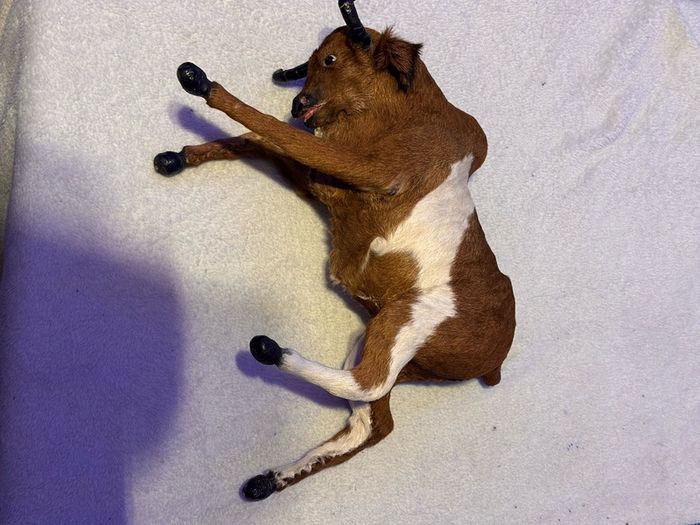 Vintage Taxidermy Miniture Brahma Bull