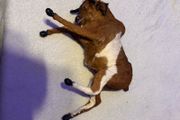 Vintage Taxidermy Miniture Brahma Bull