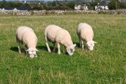 Texel hoggots