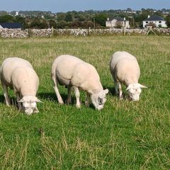 Texel hoggott rams
