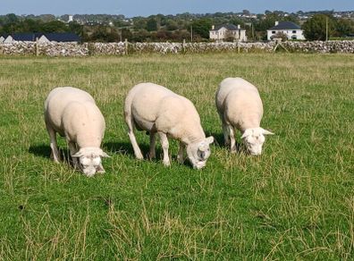 Texel hoggott rams