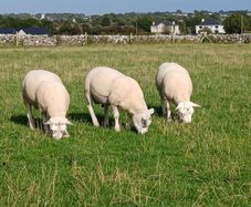 Texel hoggots