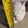 Royal Osborne White Bone China Ornament  Pair Of Owls / Mother & Baby Image 5