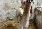 2 year old Female Llama
