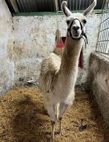 2 year old Female Llama