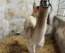 2 year old Female Llama