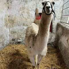 2 year old Female Llama