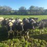 For sale pedigree in calf friesian heifers Image 4