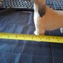 Beautiful Old Afghan Hound figurine, Postage Available or collection Image 6