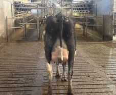 Calved pedigree heifers
