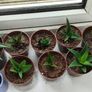 Cacti succulents Image 2