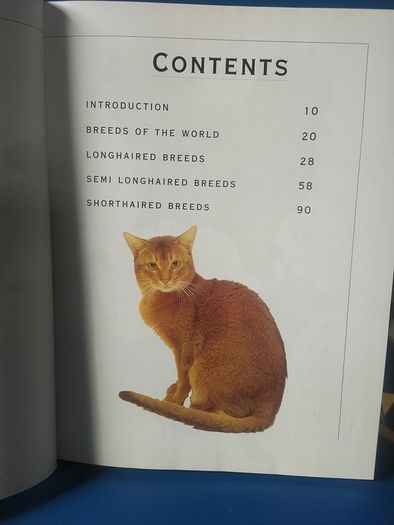 Giant Book of the Cat