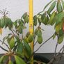 Rhododendrons Image 5