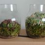 Handcrafted Irish Terrarium Trio | Unique Glass & Succulent Home Decor Image 4
