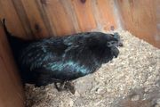 Ayam Cemani