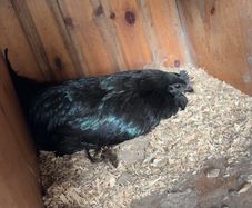 Ayam Cemani