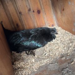 Ayam Cemani