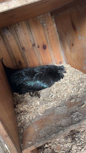 Ayam Cemani