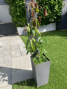 Clematis with pot included