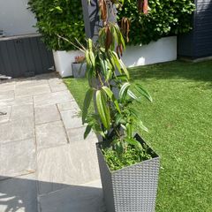 Clematis with pot included