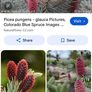 Blue Spruce (Picea Pungens Glauca) Image 3