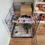 2 Male White Guinea Pigs + Cage Image 3